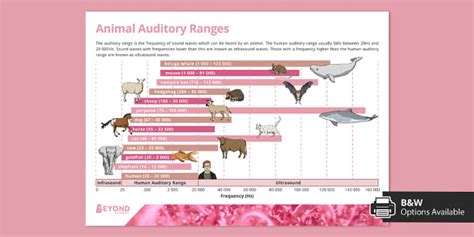 Animal Auditory Ranges Poster (teacher made) - Twinkl