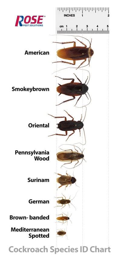 Cockroaches