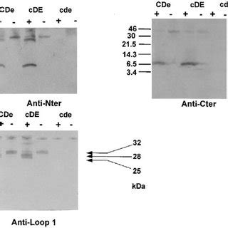 Bromelain digestion of erythrocytes prior to immunoprecipitation with... | Download Scientific ...