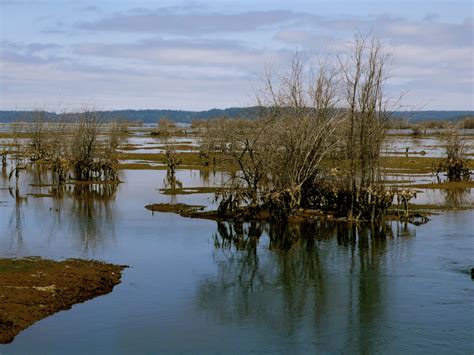 Nisqually National Wildlife Refuge | FranGallo's Blog