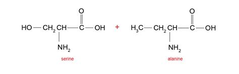 Structure Of Dipeptide