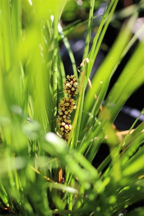 Lomandra longifolia 'Breeze' - Devil Mountain Wholesale Nursery