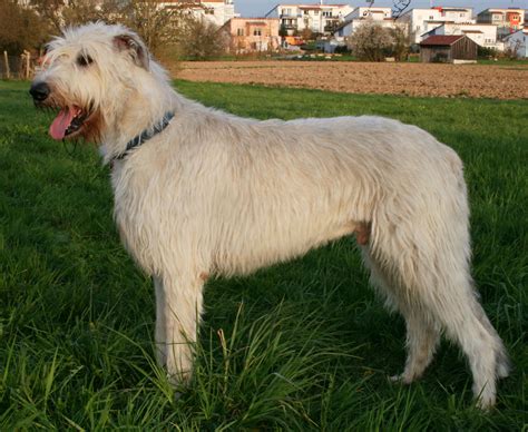 Irish Wolfhound Dog Breed » Information, Pictures, & More