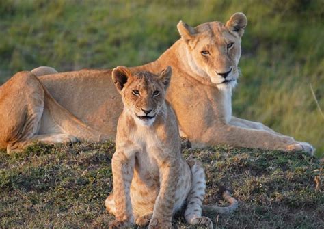 How to Plan a Kenya Maasai Mara Safari - Savored Journeys