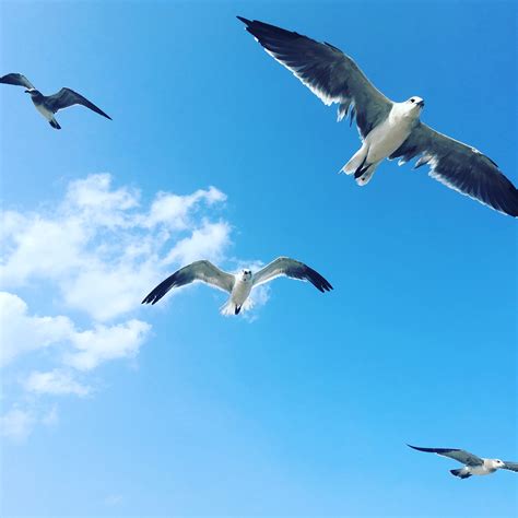 The Secret Life of Seagulls — Susan Cunningham | Author