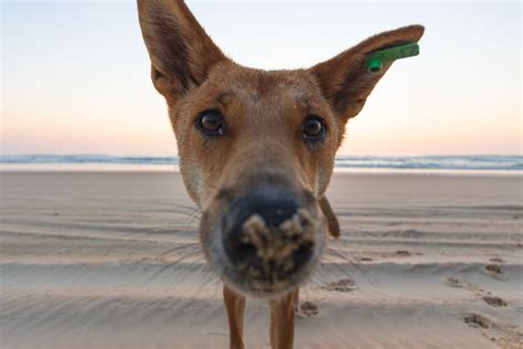 Dingo-Proof Fence Guide for Fraser Island - Fraser-Tours.com