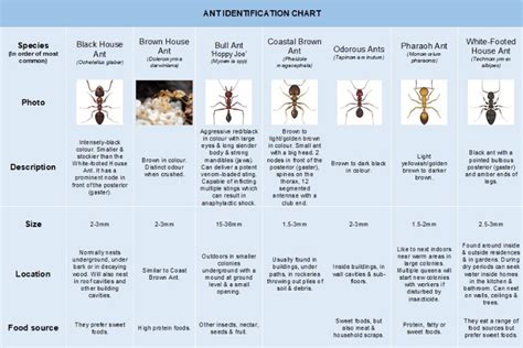 Australian Ant Identification Chart