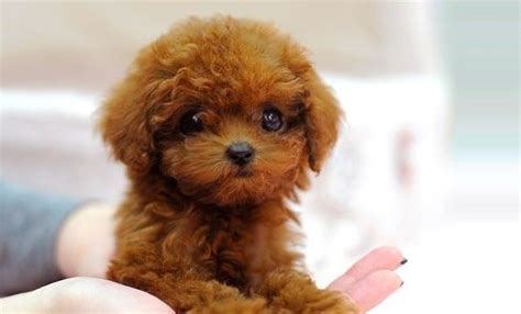 super cute | Teacup poodle puppies, Teacup puppies, Poodle puppy