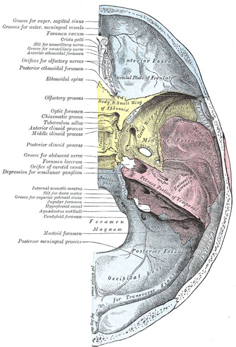 7.1E: Foramina - Medicine LibreTexts