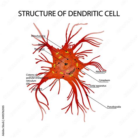 Dendritic Cells Definition Structure Immunity Types Functions | Hot Sex Picture