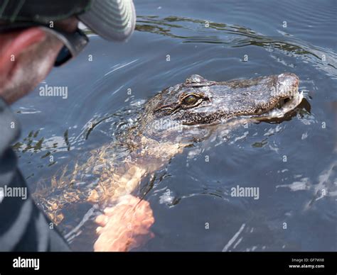 Alligator on a swamp boat tour of the Bayous outside of New Orleans in Louisiana USA Stock Photo ...