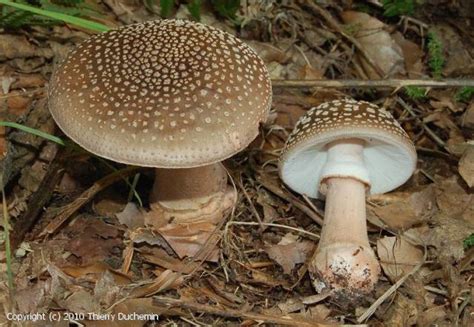 MycoDB : Fiche de Amanita rubescens