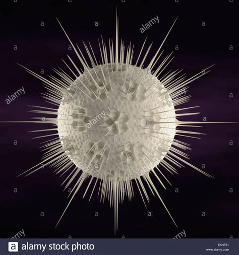 [DIAGRAM] Diagram Of Diverse Radiolarians - MYDIAGRAM.ONLINE