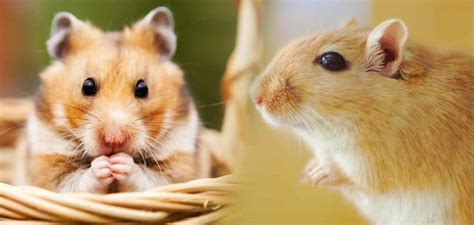 Gerbil Vs Hamster - What's The Difference And Which Is Best For You?