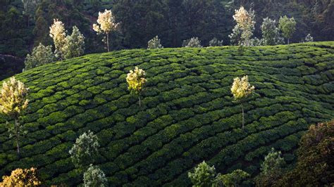 Tea plantations of Munnar, hill station in Kerala, India – Windows Spotlight Images