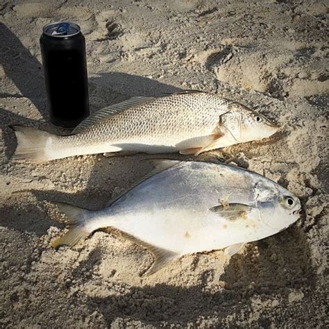 12 Fish You Can Catch In Gulf Shores From The Beach | Surf fishing ...