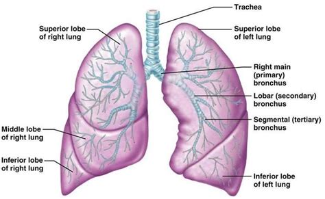 Human Lungs Lobes HLL08 | Lung cleanse, Lunges, Human lungs