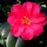 Camellia Flower - Meaning and Interesting Facts – A to Z Flowers