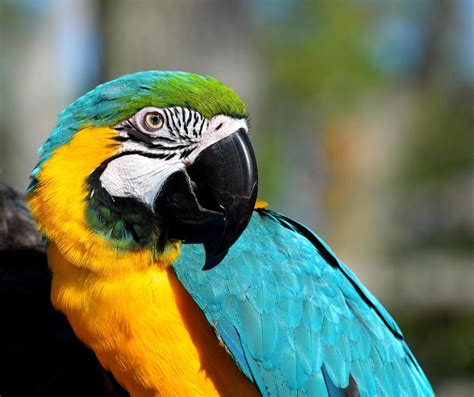 Macaw parrot portrait 1312982 Stock Photo at Vecteezy