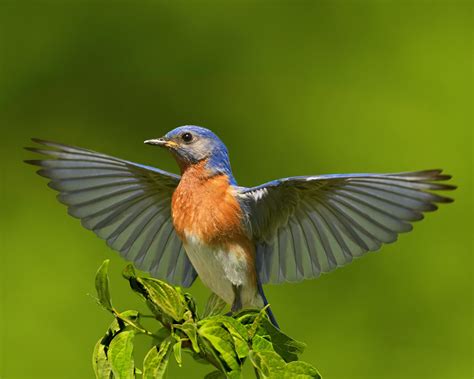 Pin by O'Dell-Ferguson Studios on Amazing Nature! | Eastern bluebird, Blue bird, Eastern