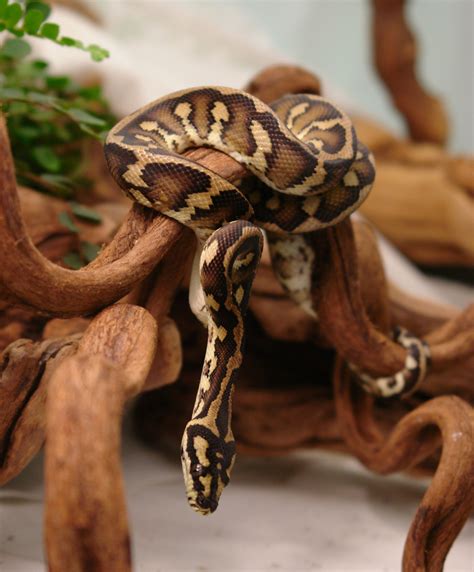 Young Coastal Carpet Python | Cute reptiles, Reptile snakes, Snake