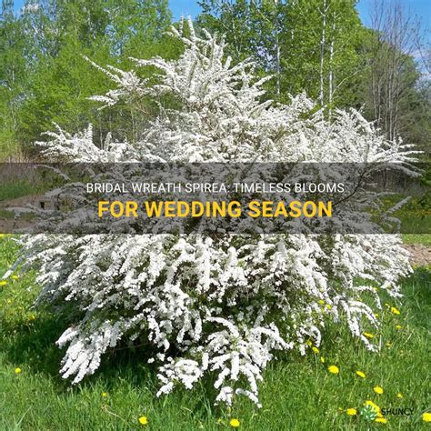 Bridal Wreath Spirea: Timeless Blooms For Wedding Season | ShunCy