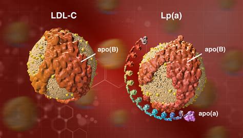 Lipoprotein (a) and Lipoprotein X || Lipoprotein (a) || Biochemistry - Biochemistry Basics by Dr ...