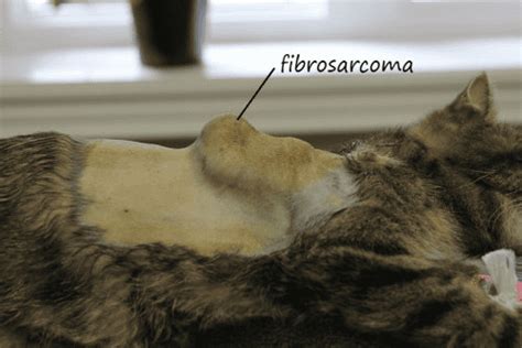 Managing Fibrosarcoma In Cats And Dogs • Mom's Memo