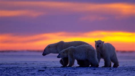 TV Review: "Kingdom of the Polar Bears" on Nat Geo WILD Highlights How ...