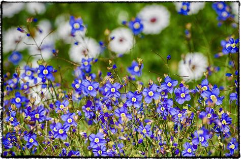 Kirstenbosch Botanical Garden on Behance