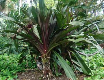 Crinum Lily Bulbs: How To Care For Crinum Lilies