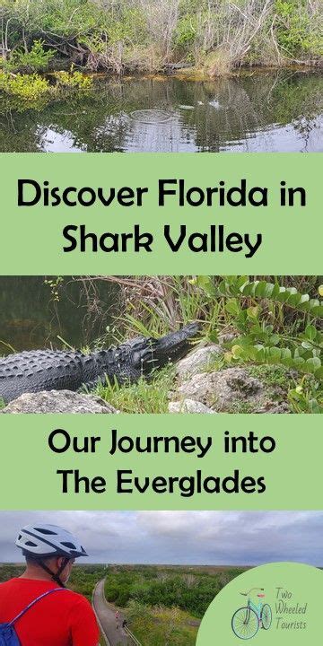 Shark Valley Alligators! | Everglades, Florida adventures, Tourist