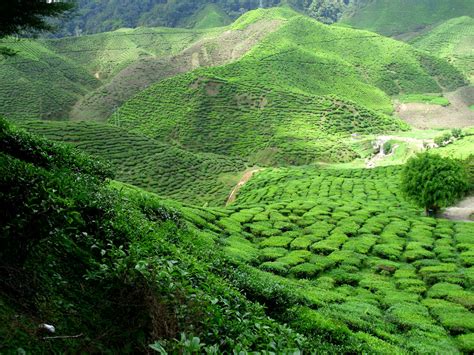 Jom Lawat Ladang Teh Di Cameron Highland | Aku Dan Sesuatu...