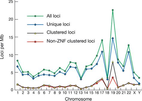 Chromosome 19 is extremely gene dense relative to other human... | Download Scientific Diagram