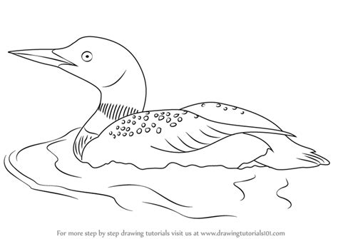 Learn How to Draw a Common Loon (Birds) Step by Step : Drawing ...