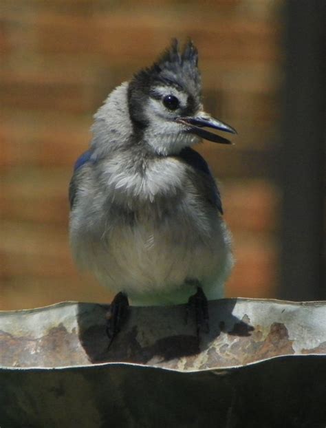 Baby Blue Jay - FeederWatch