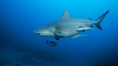 Biggest Bull Shark In The World