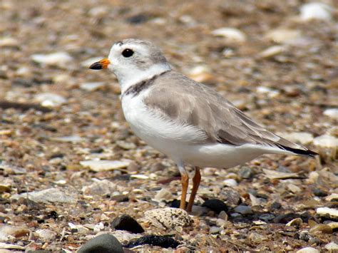 Piping Plover - eBirdr