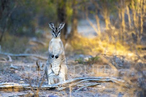 Australian Nature Photography | Australian wildlife