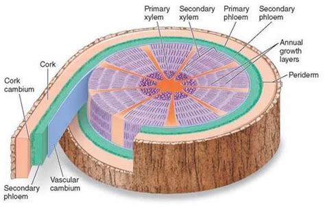 The first trees, hundreds of millions of years old, were also the most ...