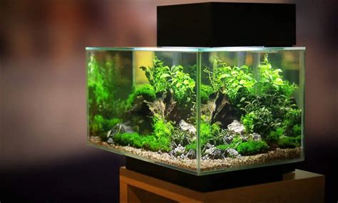 Betta Fish: Recommended Tank Size And Requirements – Family Pet Planet