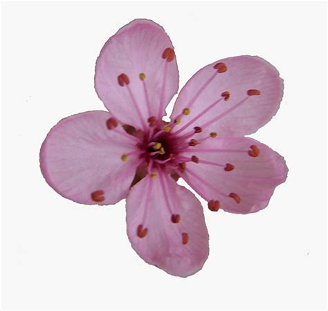 Flower Blossom Clipart - Cherry Blossom Single Flower , Free Transparent Clipart - ClipartKey