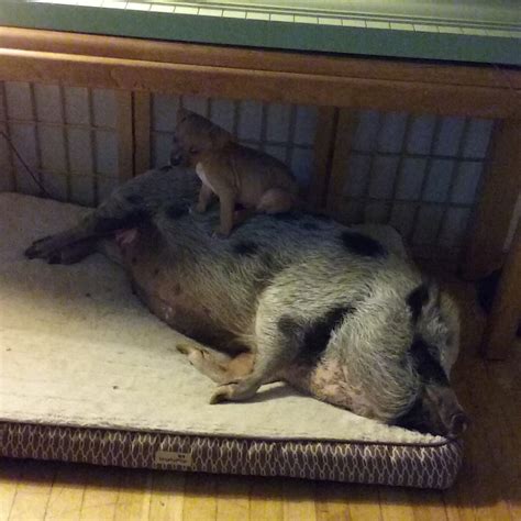 I was told my dog was best friends with a pig when he was being ...