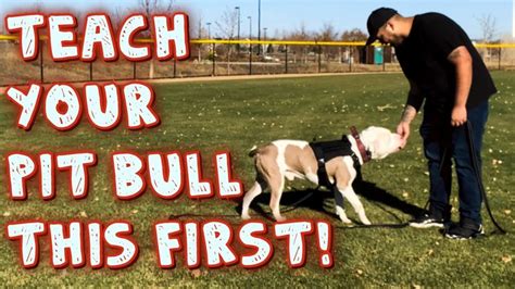 Teach Your Pit bull this first! (obedience Training) - YouTube
