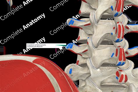 Insertion of Iliocostalis Lumborum Muscle | Complete Anatomy