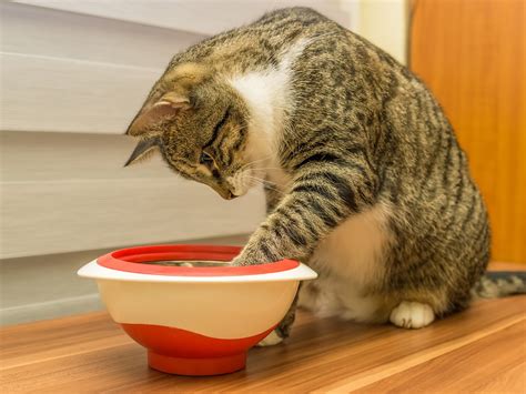 When To Be Concerned About Feline Vomiting | VMBS News