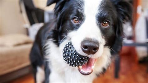 The 15 Best Dog Fetch Toys to Keep Play Interesting