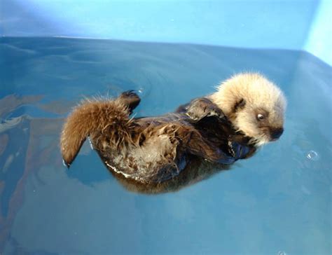 Sea Otter - ZooBorns