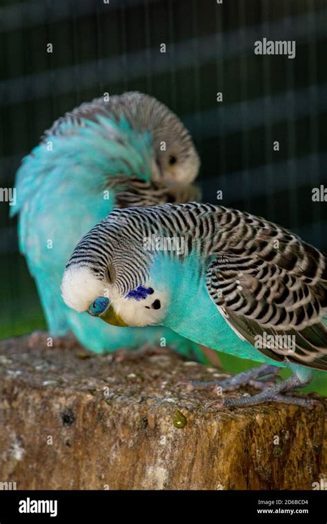 Closeup portrait colorful blue pet parakeet in cage Stock Photo - Alamy