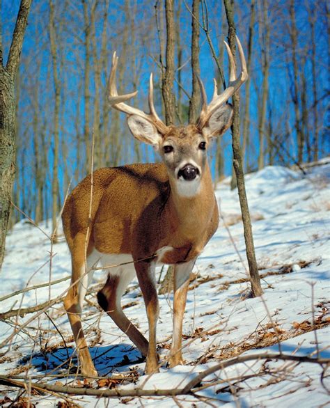White-tailed deer | Habitat, Diet & Adaptations | Britannica